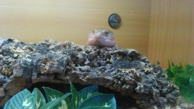 Image 6 of Northern blue tongue skink with enclosure. Collection only.