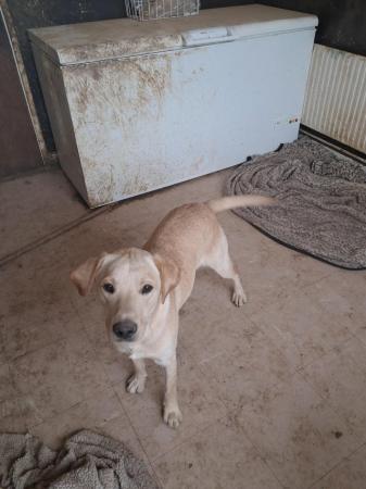 Image 1 of 1 year old male labrador