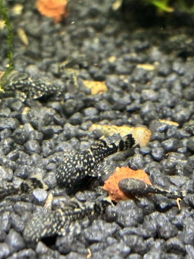 Preview of the first image of Bristlenose pleco 3cm £3 each.