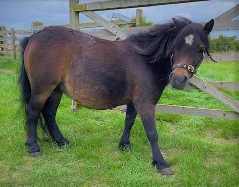 Preview of the first image of SHETLAND PONY MARE SPSBS - DOLLY.