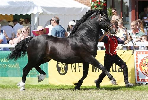 Preview of the first image of Smokey Black welsh cob mare.