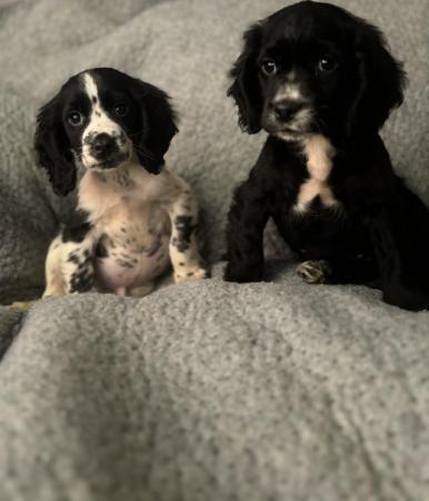 Image 5 of Cocker spaniel puppies for sale!!