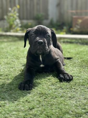 Image 19 of Litter of 12 Cane Corso Puppies