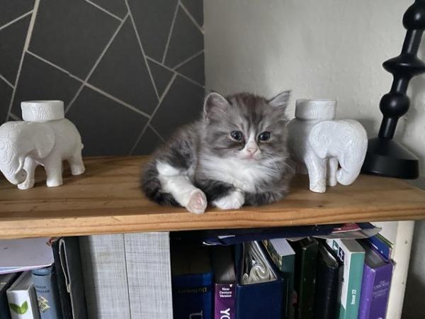 Image 4 of Last one now available Ragdoll x Persian kittens