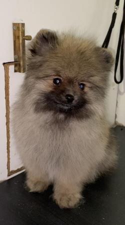 Image 3 of 12 week old Pomeranian Puppies. Royal Kennel Club Registered