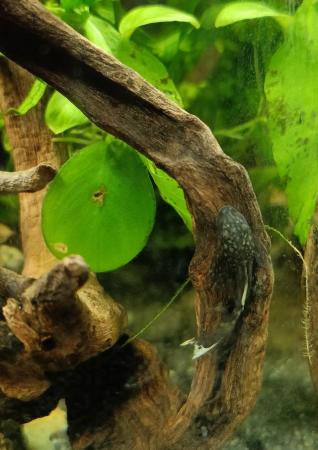 Image 7 of Bristlenose Plecos Long and Short Fin from £3 Updated ad