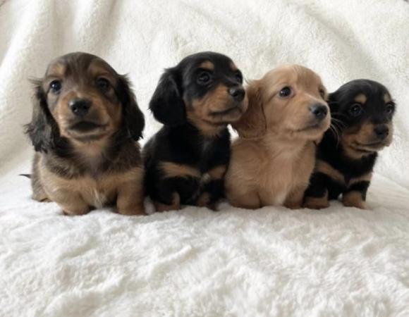 Image 3 of Long Haired Miniature Dachshund Puppies
