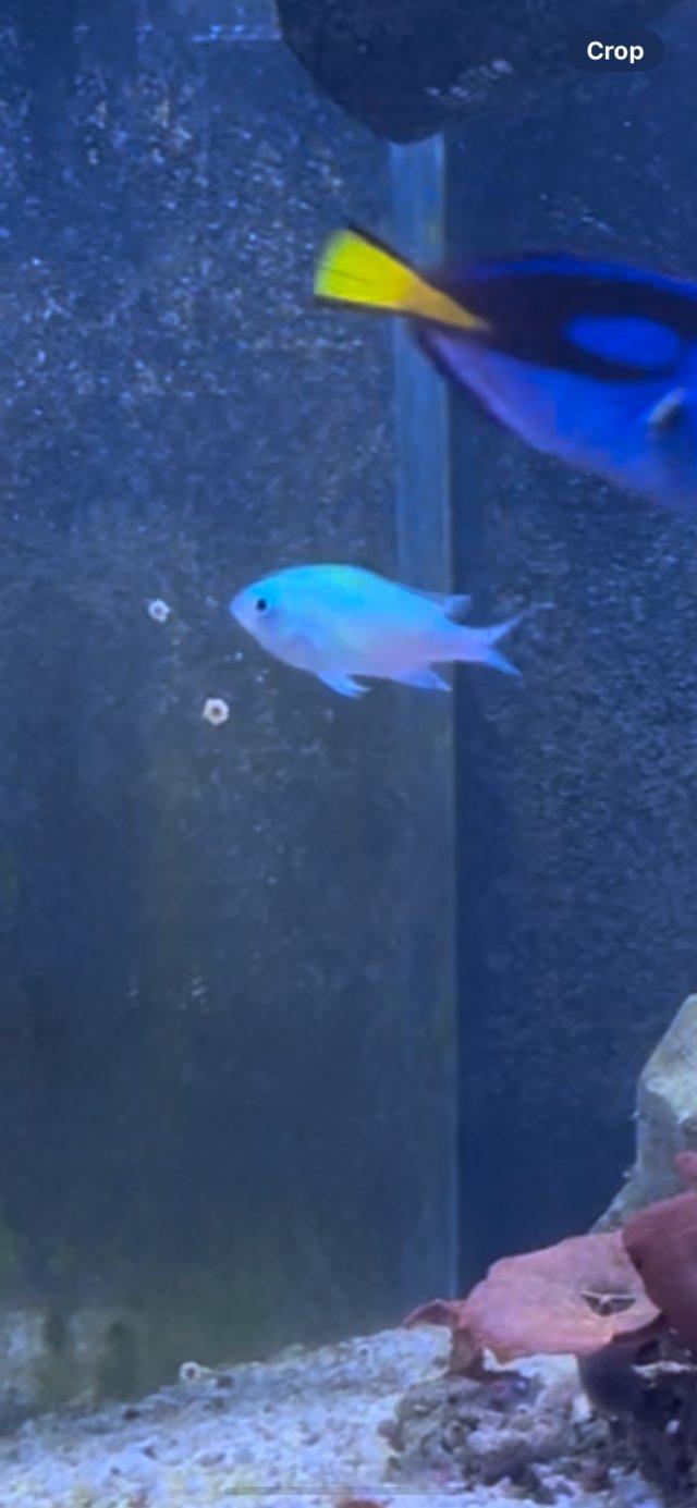 Preview of the first image of Blue Chromi  Fish 2 years old small sized reef safe.