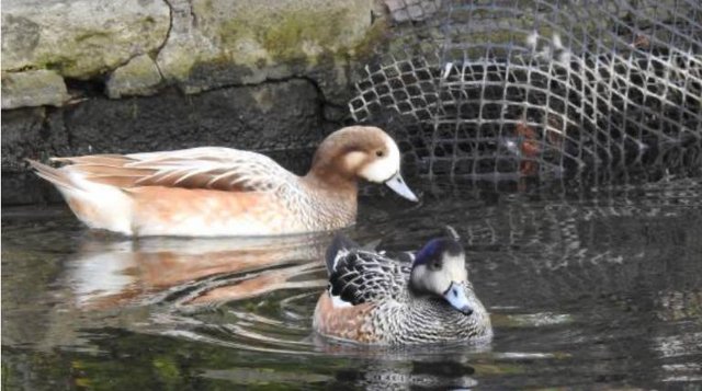 Preview of the first image of chiloe wigeon pair for sale.