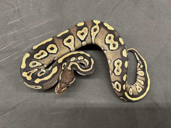Image 3 of Male Mojave het Pied Royal Python.