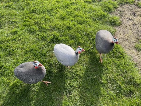 Image 2 of 3 male guinea fowl - 6 months old
