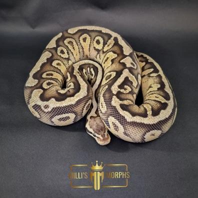 Image 2 of Firefly 100% Double Het Clown Pied Female