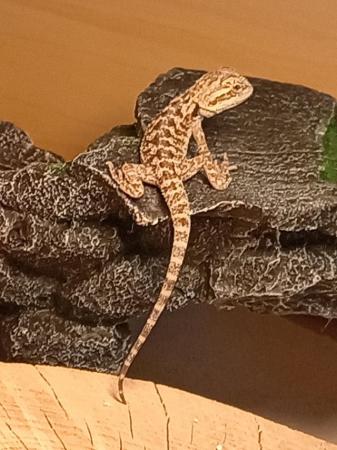 Image 2 of Babies bearded dragons are looking for forever home