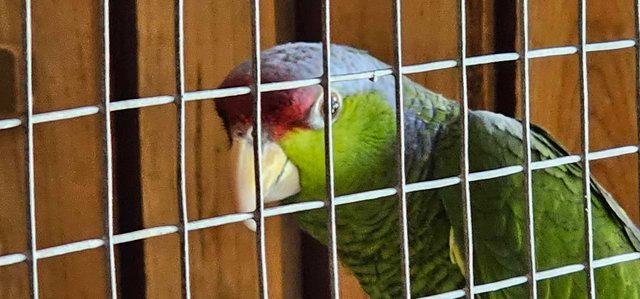 Image 4 of Male & Female Lilac Crowned Amazon Parrots For Sale