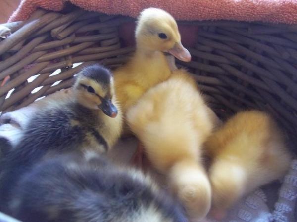 Image 1 of QUALITY CALL DUCK DUCKLINGS £12 EACH.15 AVAILABLE.