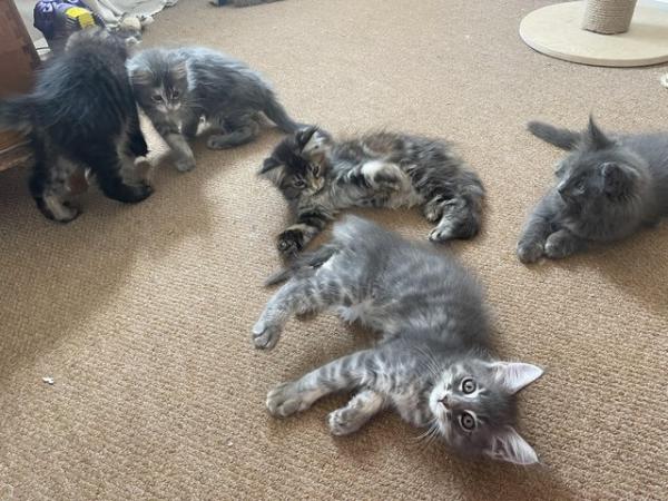 Image 6 of 10 week old Full Maine Coon Kittens
