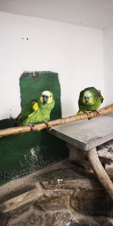 Image 4 of Breeding pair of blue front amazons for sale
