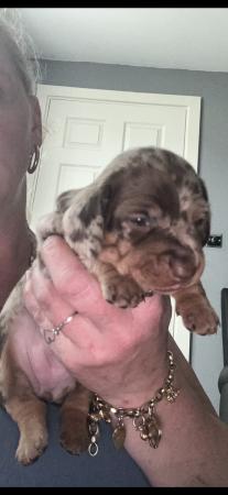 Image 4 of Stunning mini dacschund pups