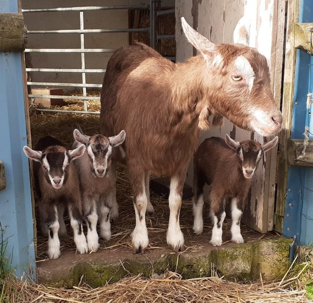 Preview of the first image of Dwarf Dairy/Pygmy type female goat kids.