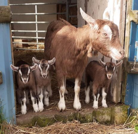 Image 1 of Dwarf Dairy/Pygmy type female goat kids