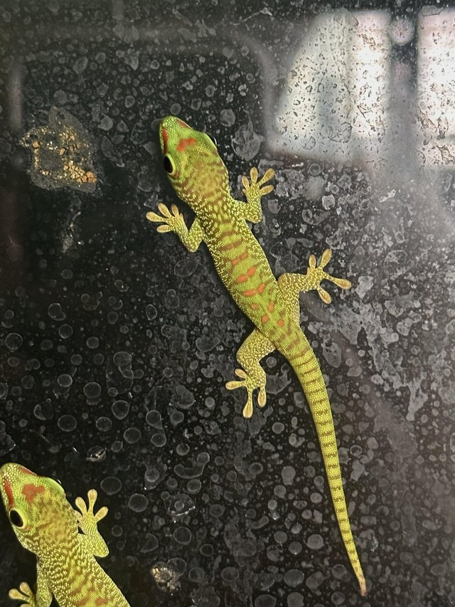 Preview of the first image of Baby Giant Day Gecko- 2024.