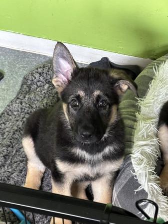 Image 16 of German Shepherd puppies for sale