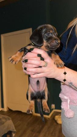 Image 6 of 4 x Black and Tan male daschund puppies for sale £800