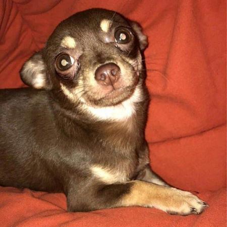 Image 3 of DELILAH - a Delectable, Miniature Chocolate Chihuahua Girl !