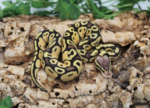 Preview of the first image of Cb23 Super Pastel het Desert Ghost Royal Python.