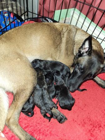 Image 3 of 3 weeks old Belgian malinois x cane corso puppys
