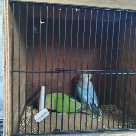 Image 3 of Young peach face lovebirds available