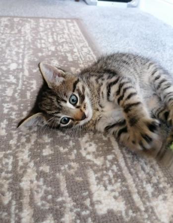 Image 1 of Gorgeous tabby dsh kittens