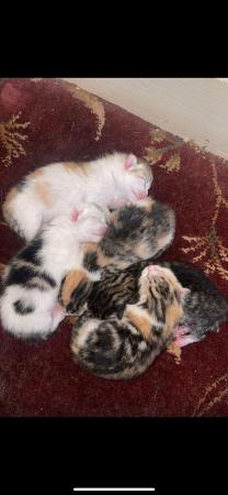 Image 4 of 3 female kittens for sale
