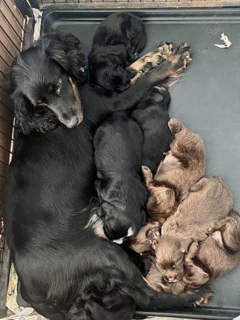Image 2 of Cocker/Sprocker puppies for sale