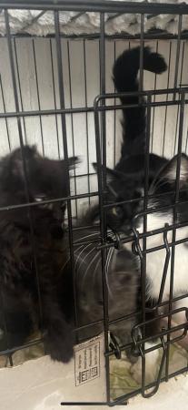 Image 3 of 1 female left , black kittens for sale