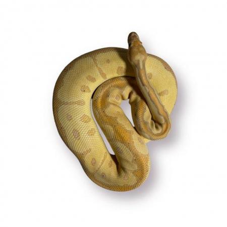 Image 2 of CB22 Male Banana Clown Royal Python