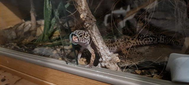 Image 2 of Female Leopard Gecko with Complete Setup