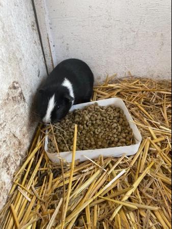 Image 2 of Two Cute Older Male Guinea Pigs - Black & White