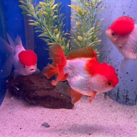 Image 11 of FANCY GOLDFISH - LOTS TOO CHOOSE FROM