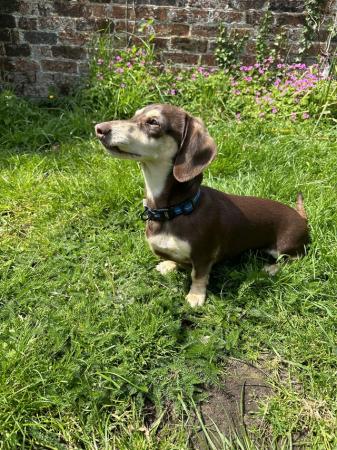 Image 15 of One year old miniature dachshund boy