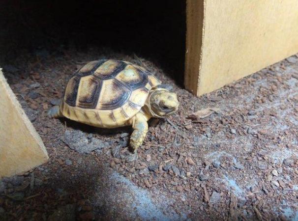 Image 1 of Marginated Tortoise hatchlings for sale