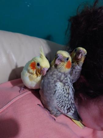 Image 11 of Hand reared silly tame DNA sexed baby cockatiels
