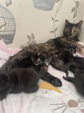 Image 6 of Mixed breed kittens ready 21st june
