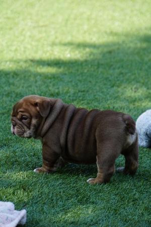 Image 19 of REDUCED Margrove Bullies last Chocalate and tan girl!