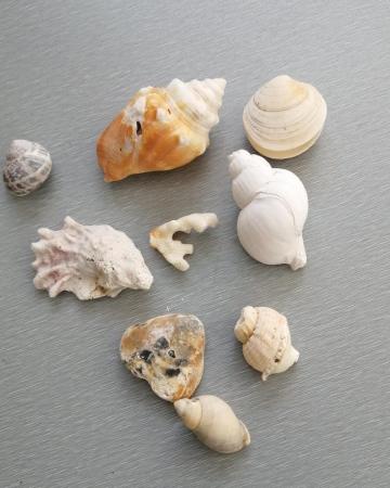 Image 11 of A Mixed Lot of Real Seashells.  100 Plus Pieces.