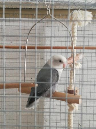 Image 6 of Grey adult lovebird for sale