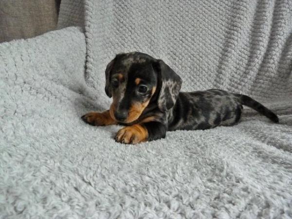 Image 2 of Ready Now KC Registered Miniature Dachshund Puppies