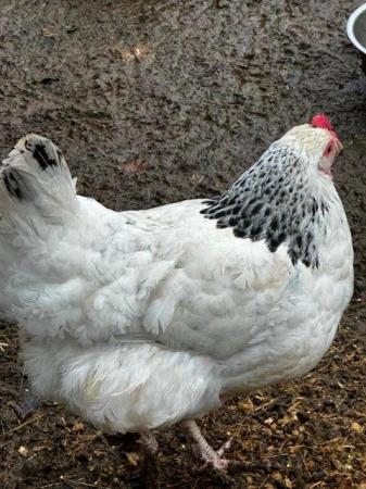 Image 2 of Beautiful pure bred, hand reared birds, hens cocks and trios