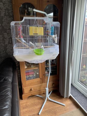 Image 6 of Two baby budgies with cage