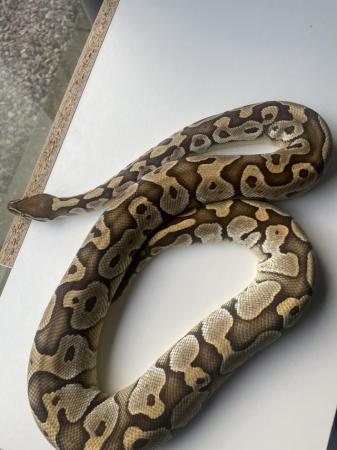 Image 3 of Proven Female butter royal python